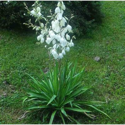 Graines Yucca Filamentosa