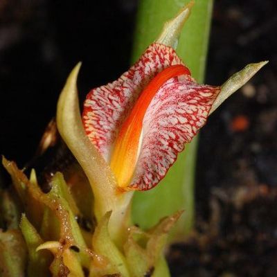 Graines Zingiber Rubens (Gingembre du Bengale)