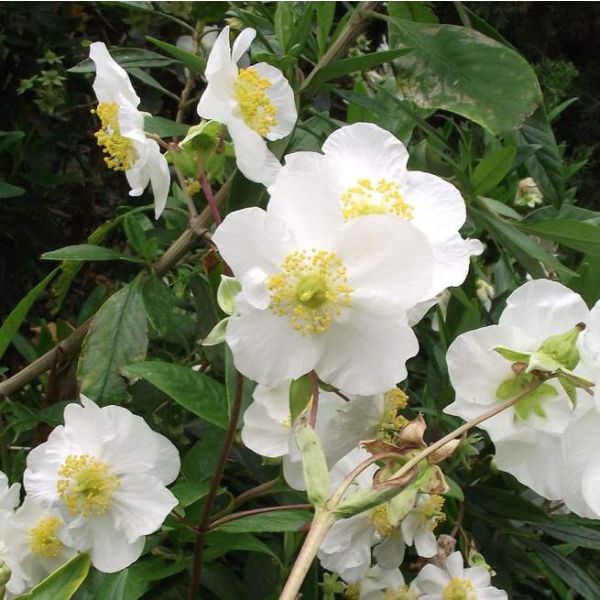 Bush Anemone Seeds (Carpenteria californica)