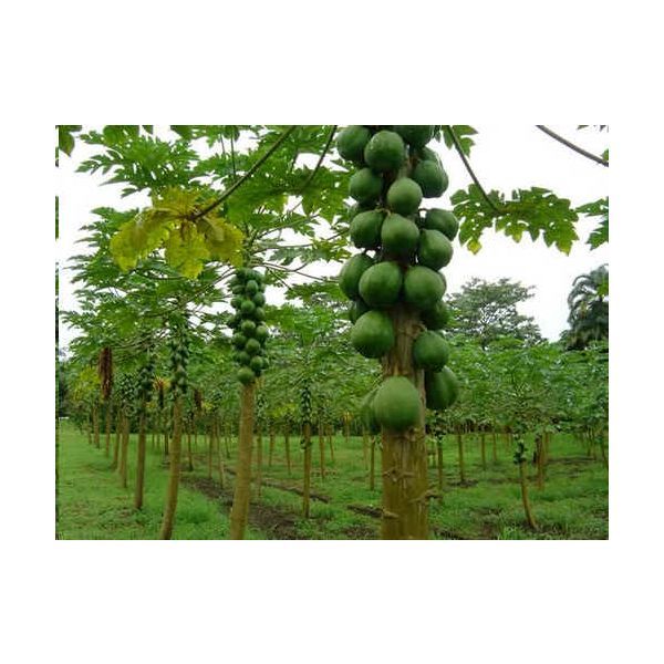 Carica Papaya Seeds (Pawpaw Seeds, Fruta Bomba Seeds, Lechosa, Milikana)
