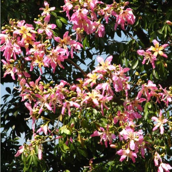 Chorisia Speciosa Seeds (Silk Floss Tree)