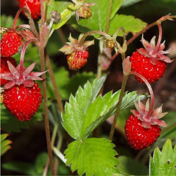 Fragaria Vesca Seeds (Woodland Strawberry Seeds)