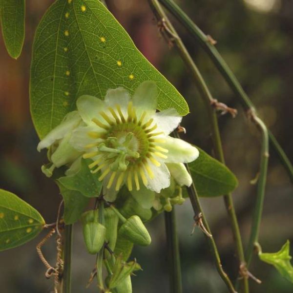 Passiflora Biflora Seeds (Twoflower Passionflower Seeds)