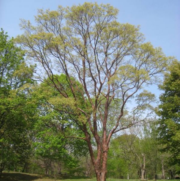 Acer Griseum Seeds (Paperbark Maple Tree Seeds)