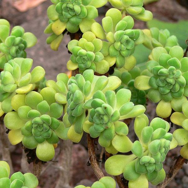 Aeonium Seeds Mix