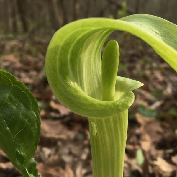 Arisaema Triphyllum Seeds (Jack-in-the-Pulpit Seeds, Indian Turnip Seeds)