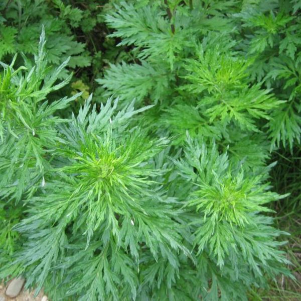 Common Mugwort  Seeds (Artemisia vulgaris)