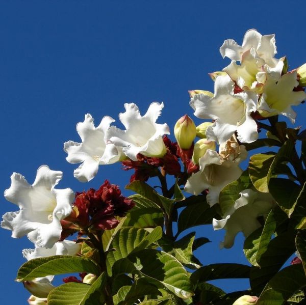 Graines Beaumontia Grandiflora (Graines Bougainvillier Blanc)