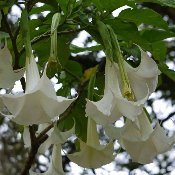 Brugmansia Arborea Seeds (Angel's Trumpet) (Brugmansia Seeds)