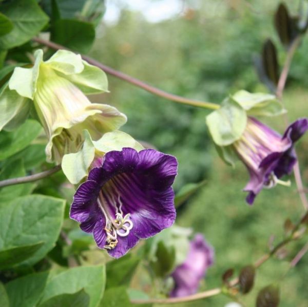 Cobaea Scandens Purple Seeds (Cup and Saucer Vine Seeds)