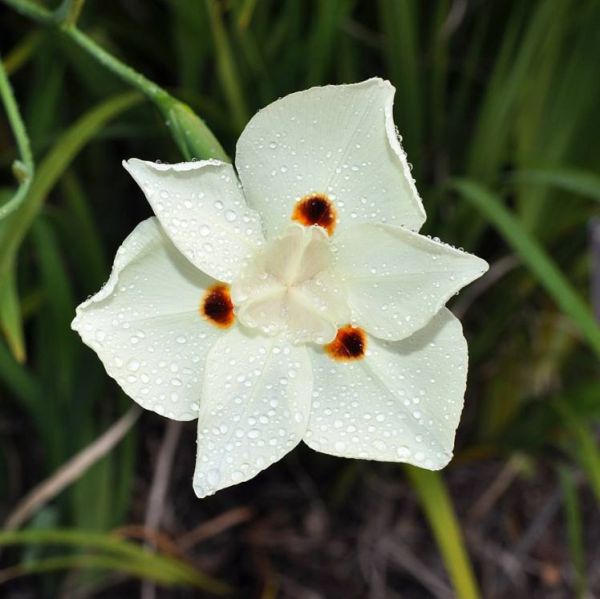 Dietes Bicolor Seeds (Fortnight Lily, Yellow Wild Iris)