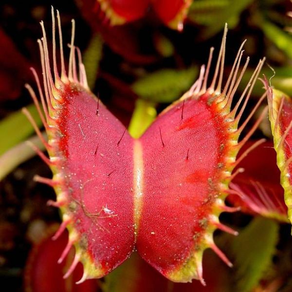 Dionaea Muscipula Seeds Mix of Other Forms (Venus Flytrap Seeds)