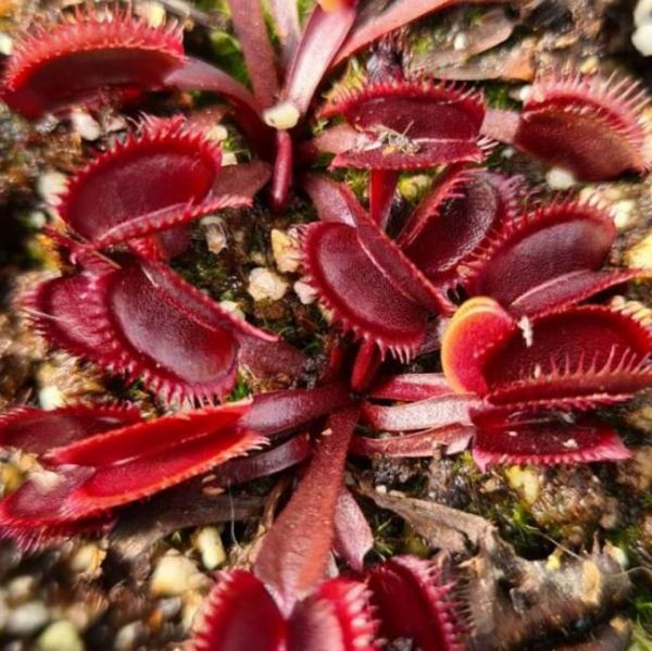 Dionaea Muscipula Red Forms Seeds Mix (Venus Flytrap Seeds)