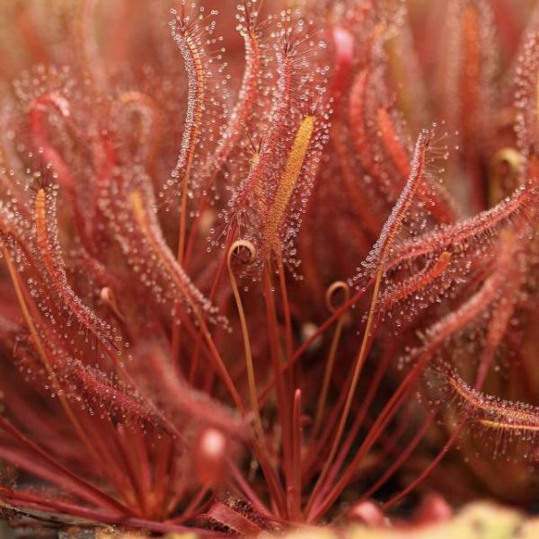 Graines Drosera Capensis Rouge (Sud Africaine)