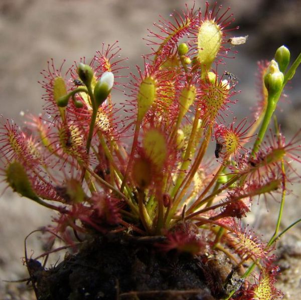 Graines Drosera Intermedia