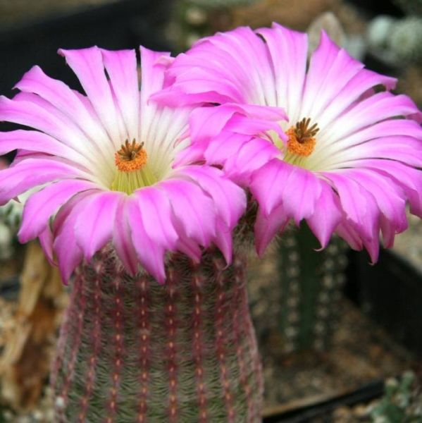 Echinocereus Rigidissimus Seeds (Arizona Rainbow Cactus)