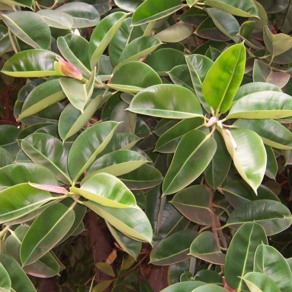 Graines Ficus Elastica (Graines Figuier Caoutchouc)