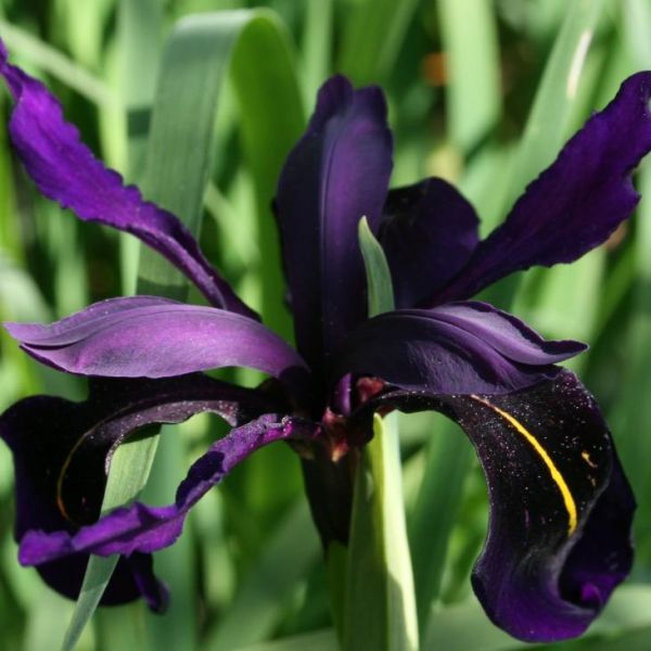 Iris Chrysographes Seeds