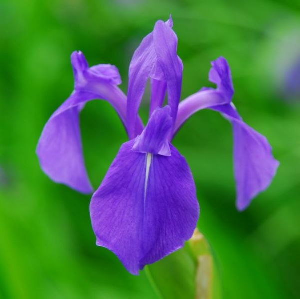 Iris Laevigata Seeds (Japanese Water Iris Seeds)
