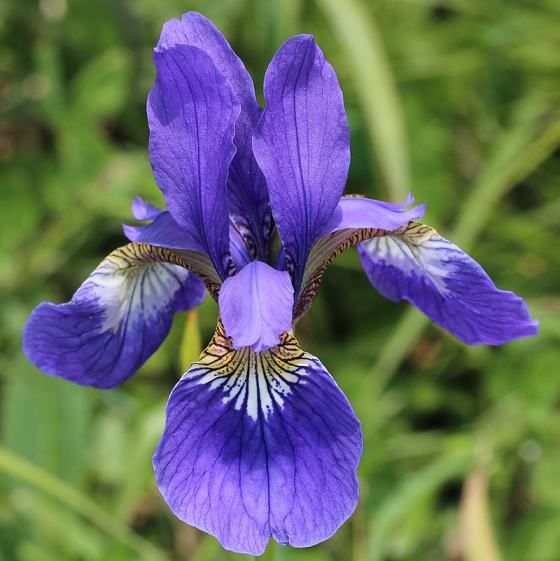 Graines Iris Sanguinea