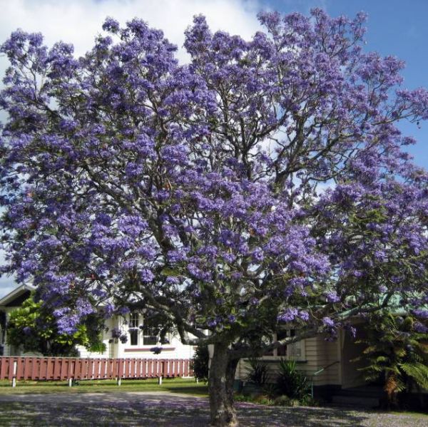 Graines Jacaranda Mimosifolia (Flamboyant Bleu)