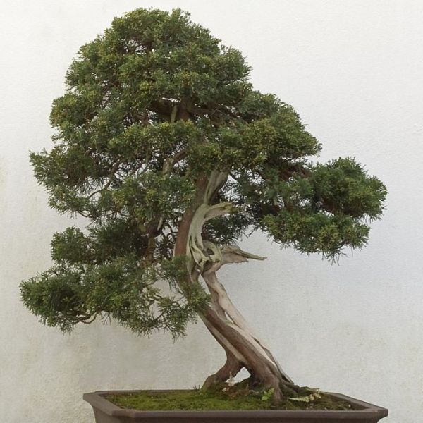 Graines Juniperus Chinensis (Graines Genévrier de Chine)