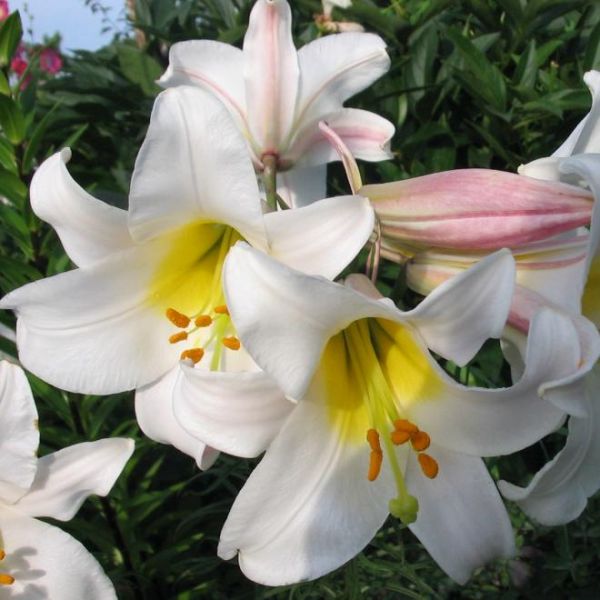 Graines Lilium Regale (Graines Lis Regale)