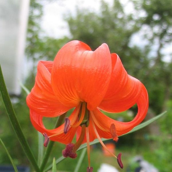 Lilium Pumilum Seeds (Lily Pumilum Seeds)