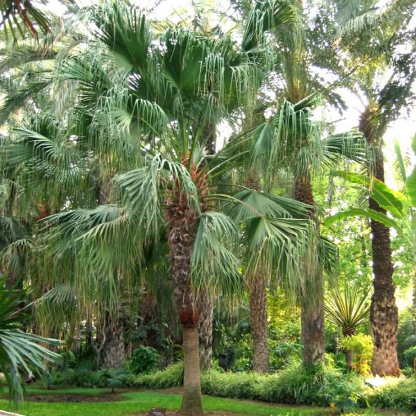 Graines Livistona Chinensis (Graines Latanier de Chine, Graines Palmier Évantail Chinois)