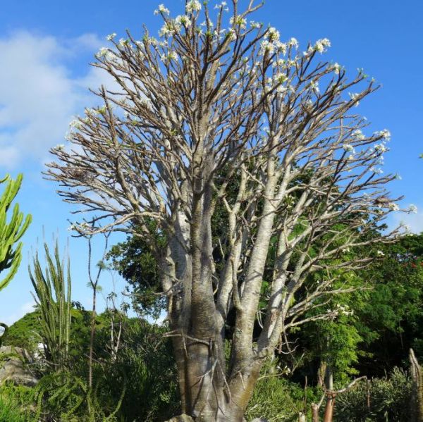 Graines Pachypodium Rutenbergianum (Graines Pachypodium)