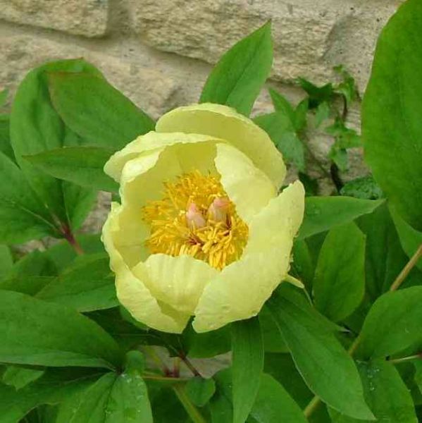 Golden Peony, Molly the Witch Seeds  (Paeonia Mlokosewitschii)