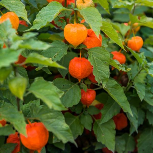 Physalis Franchetii Alkekengi Gigantea Seeds (Chinese Lantern Seeds)