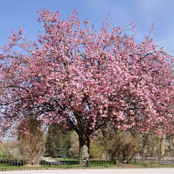 Graines Cerisier du Japon (Prunus serrulata)