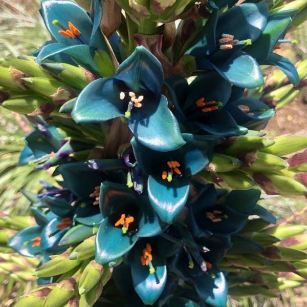 Puya Alpestris Seeds (Sapphire Tower, Bromeliaceae Seeds, Bromeliad Seeds)