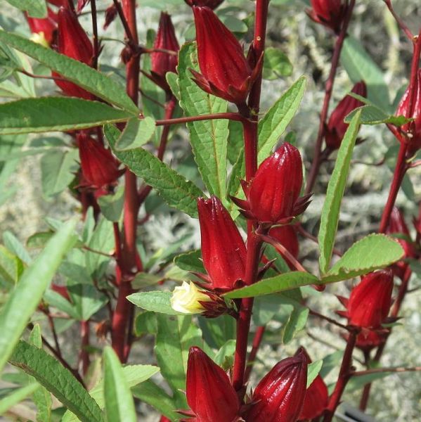 Roselle Seeds (Hibiscus sabdariffa) 