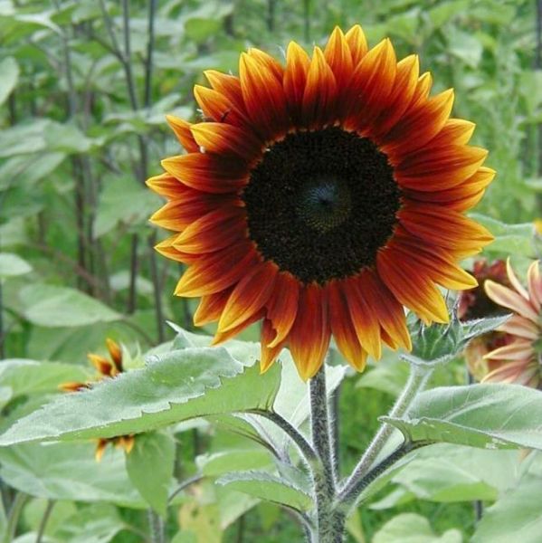 Helianthus Earthwalker Seeds (Sunflower Seeds)