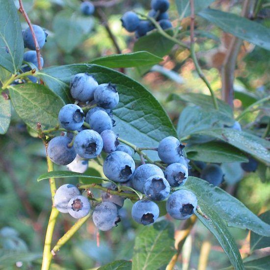 Wild Lowbush Blueberry Seeds (Vaccinium angustifolium)
