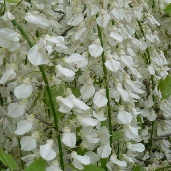 Graines Wisteria Sinensis Alba (Graines Glycine de Chine Blanc)