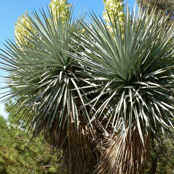 Graines Yucca Rigida (Graines Yucca Rigide)