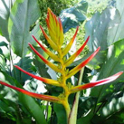 Banana Seeds Heliconia